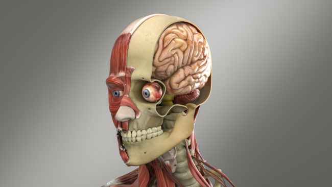 Anatomy Of The Human Head