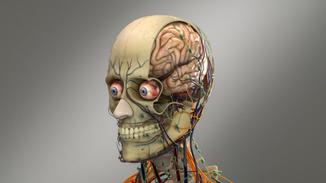 Anatomy Of The Human Head