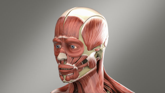 Anatomy Of The Human Head